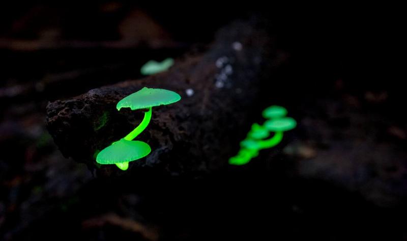 Some bioluminescent mushrooms growing on a log.