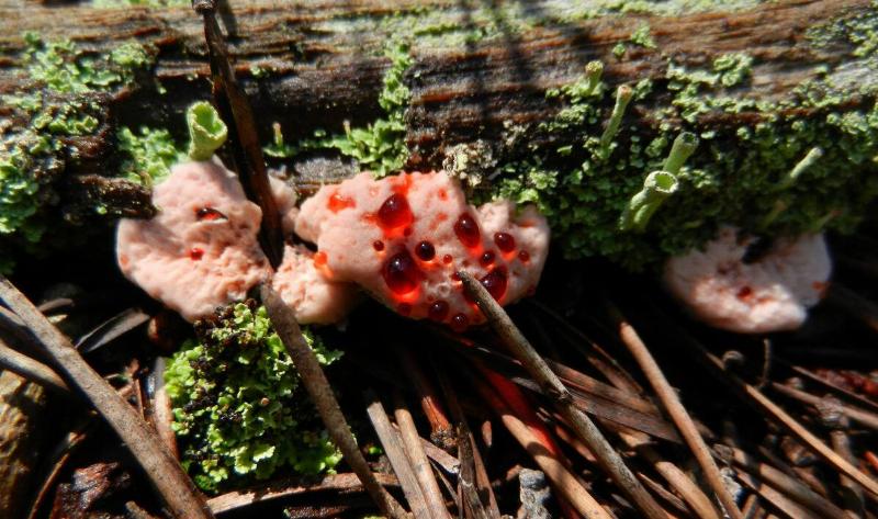 A few bleeding tooth fungus on a log.