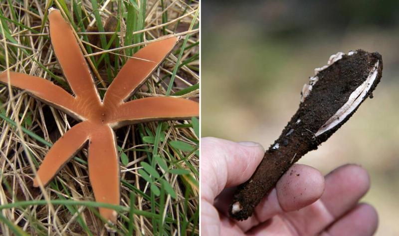 Two photos of a 'devil's cigar' mushroom, on the left it's split open, on the right is a hand holding the still-closed pod.