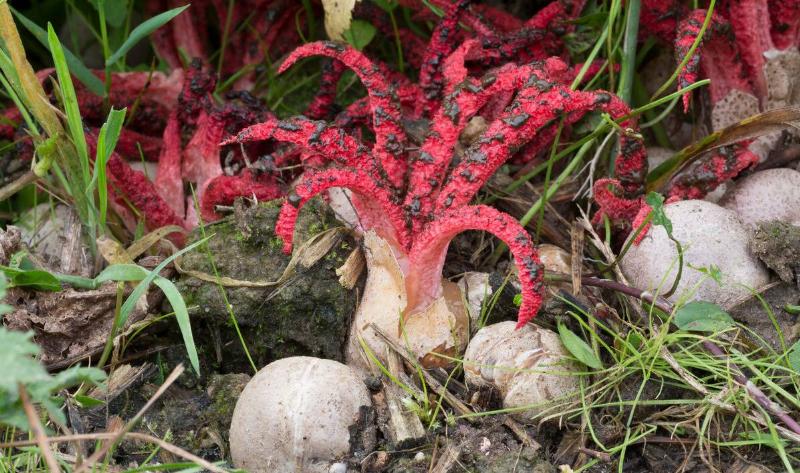 A patch of octopus stinkhorn, some still in their pods.