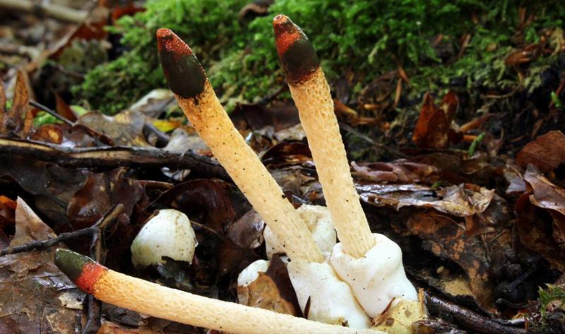 Some dog stinkhorns growing out of mulch.