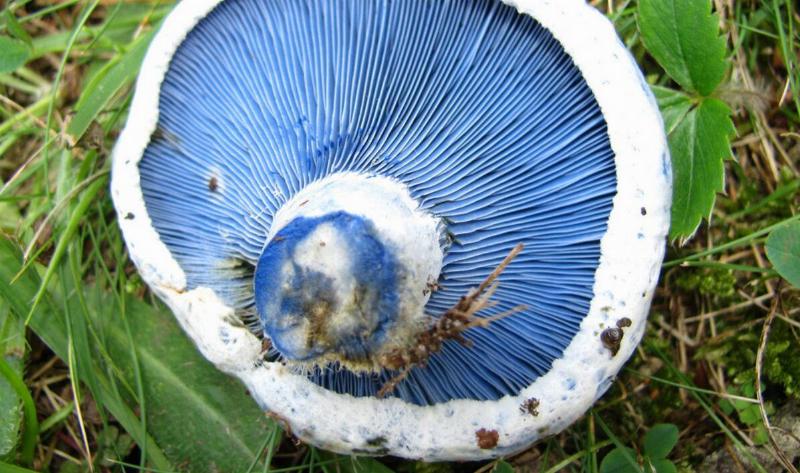 The underside of an indigo cap mushroom.