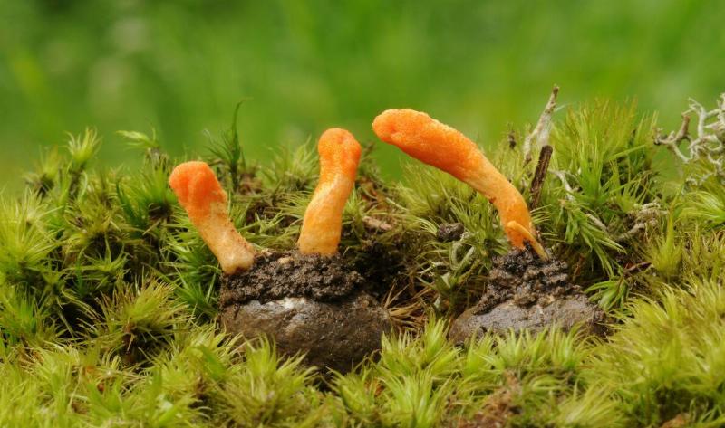 A few cordicepts mushrooms.