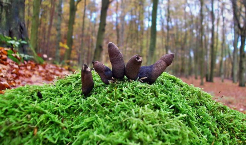 A few dead man's fingers mushrooms.