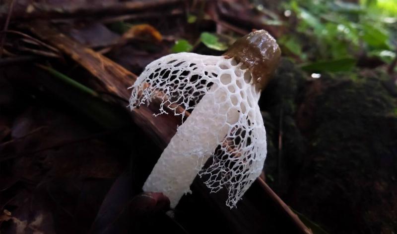 A veiled lady mushroom.