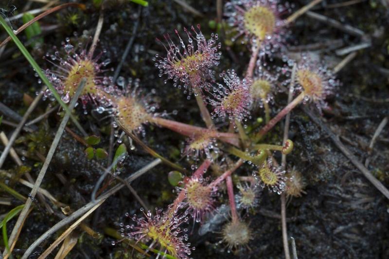 Tiny sundew plants (carnivorous plants) growing in bog (...