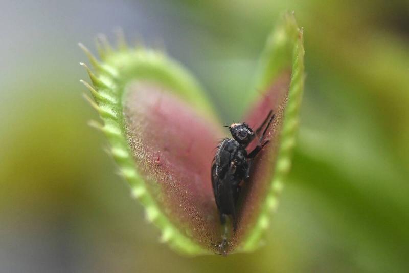 TOPSHOT-COLOMBIA-BOTANY-CARNIVOROUS-PLANTS-EXHIBITION