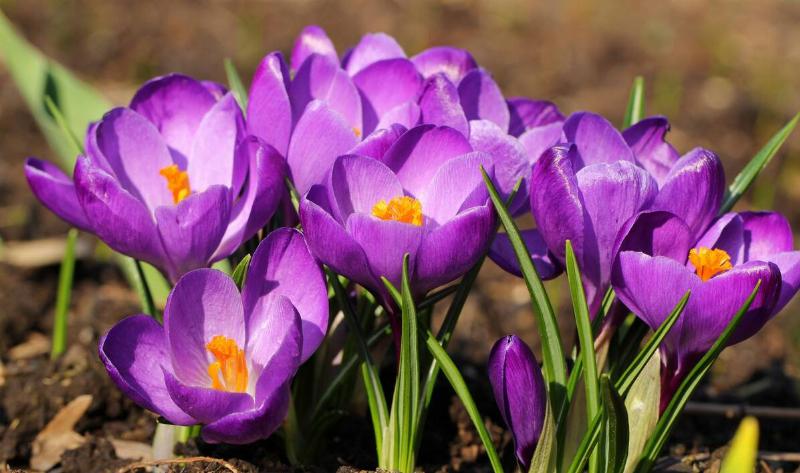 A close shot of some autumn crocuses.