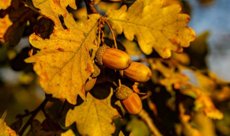 Some acorns on an oak tree.