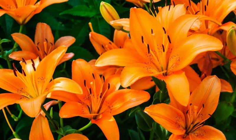 Close photos of tiger lilies.