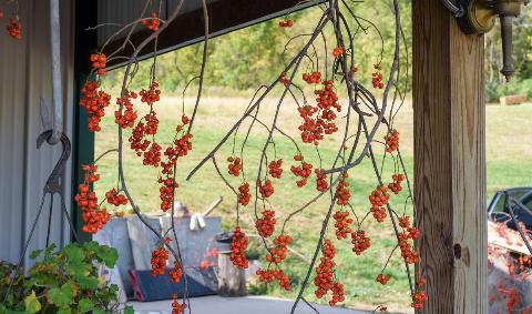 Bittersweet vines being hung to dry.