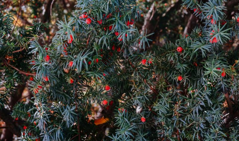 A close shot of a yew bush with berries.