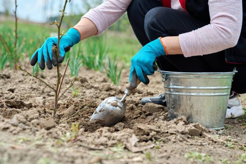 Spring work in garden, on farm. Close-up of gardener's hands in gloves with shovel digging blackberry bush. Springtime, hobby, gardening, agriculture, growing organic berries, natural food concept