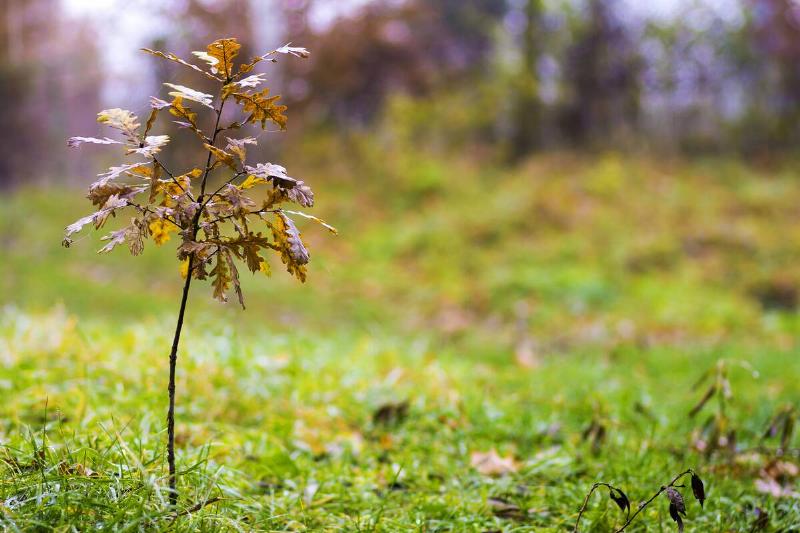 Small oak tree with yellow leaves in autumn
