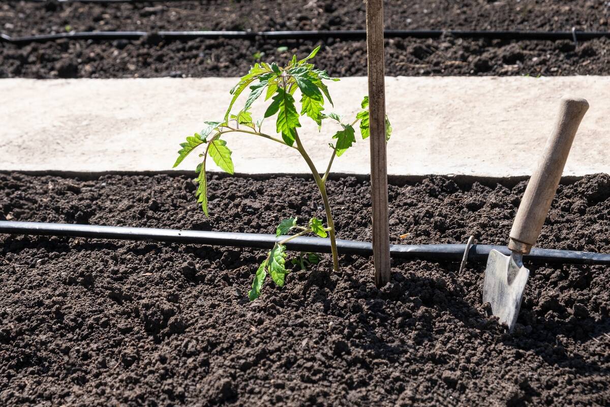 A seedling sprouting out of the ground next to a post.
