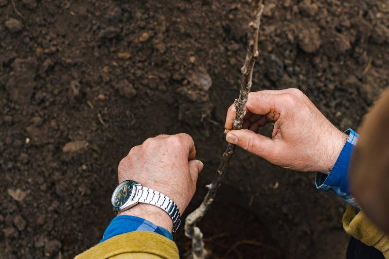 Two hands helping plant a tree branch.