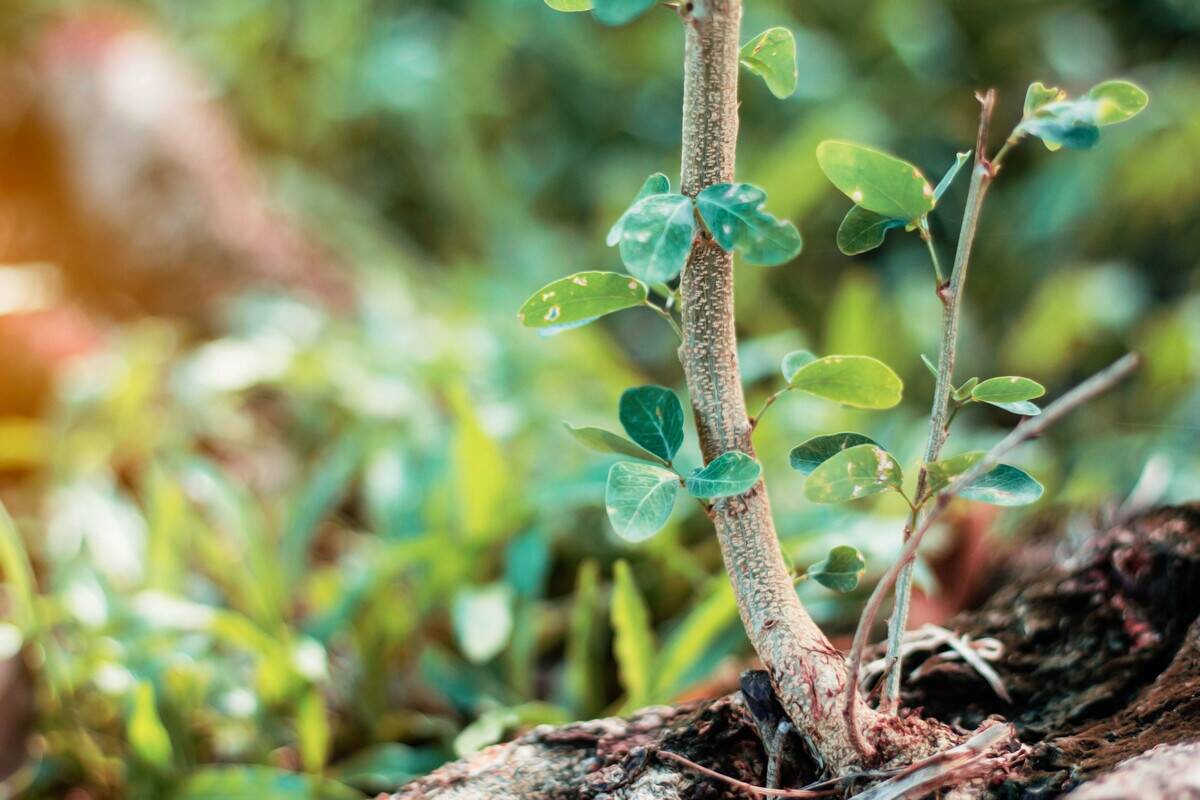Branches that grow of tree and natural in the wild.
