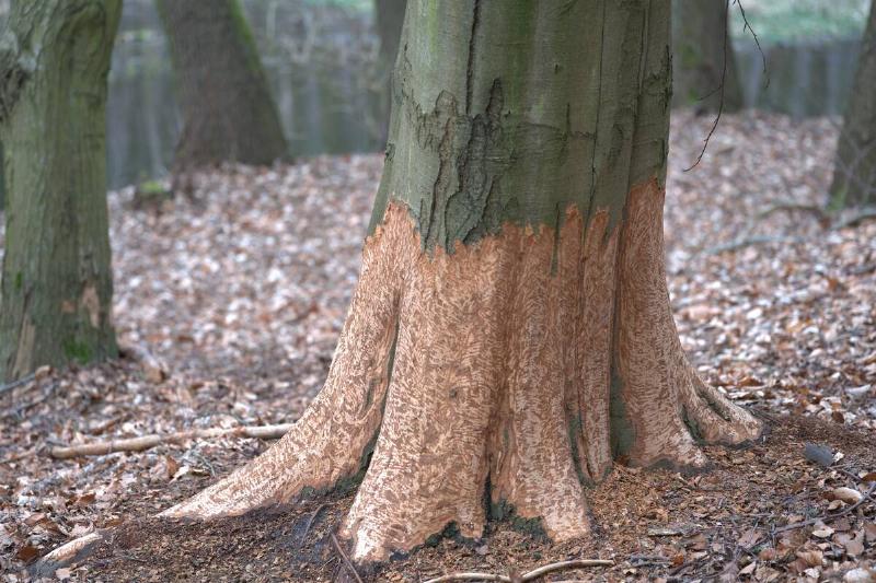 Old tree trunk in forest near water, the bottom section of the tree devoid of bark.