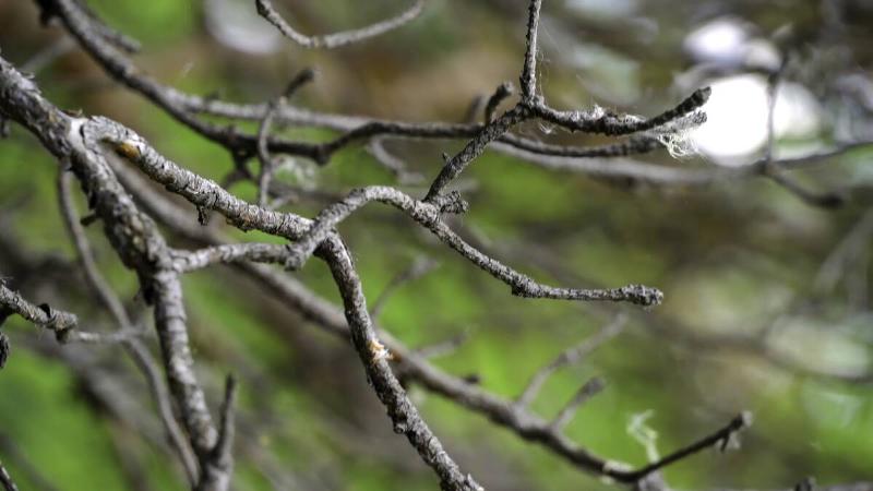 Swinging tree branch in the forest. Stock footage. Beautiful wildlife in the forest.