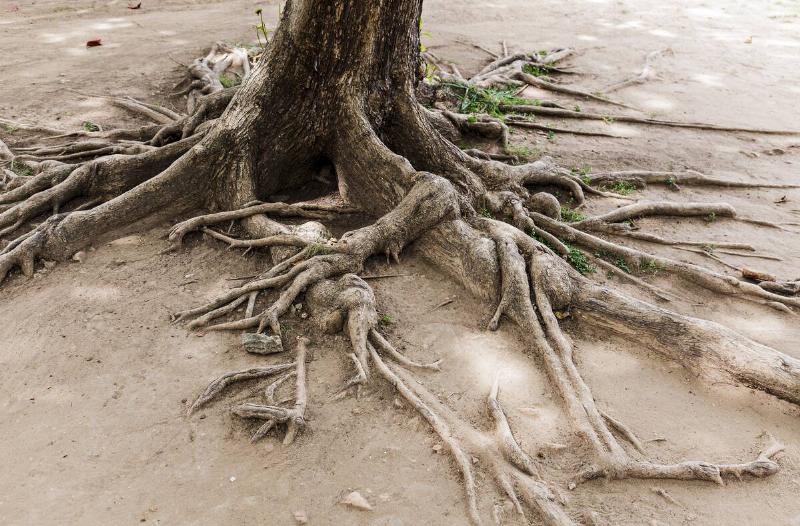 Tree roots on dried land.
