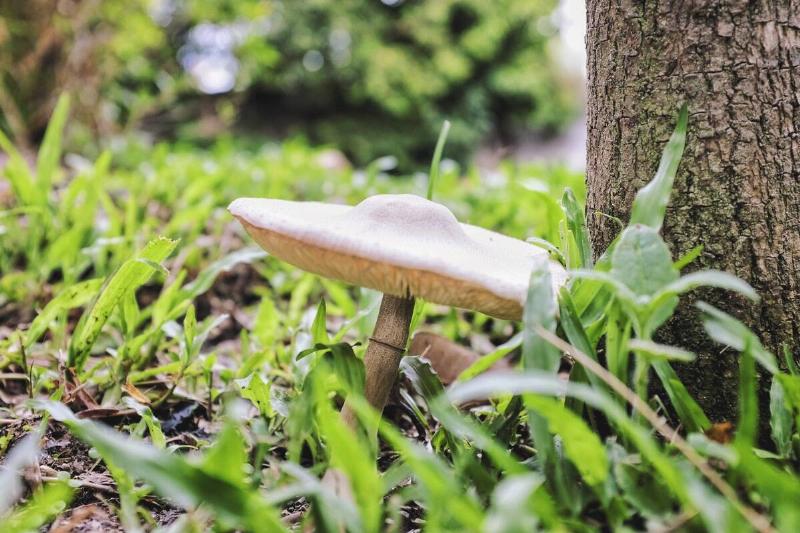 A large white mushroom at the base of a tree.