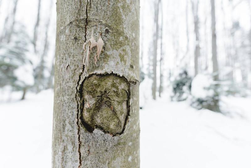Selective focus of wooden tree trunk with a crack in it in a snowy winter forest.