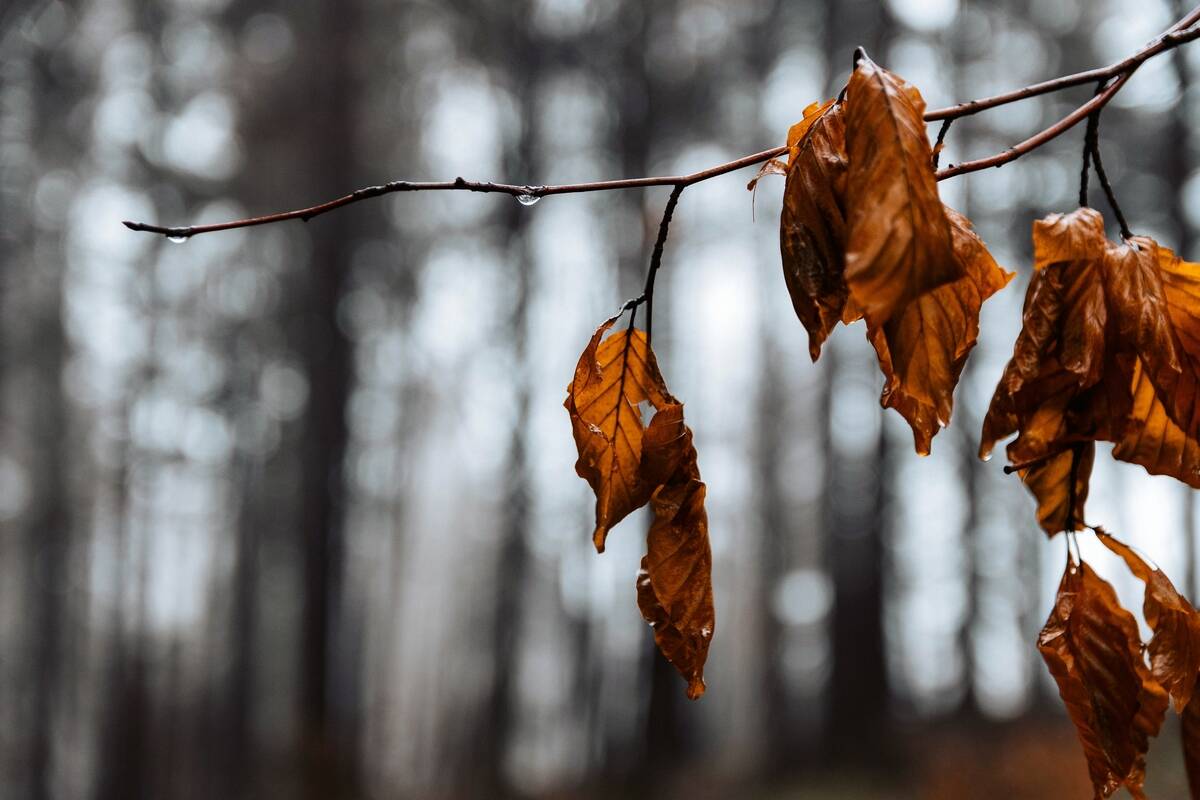 A branch with a small collection of dead, dried leaves on a branch.