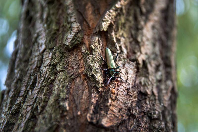Musk beetle Aromia moschata closeup, Eurasian species of longhorn beetle, climbing on a willow, in its natural habitat In summer