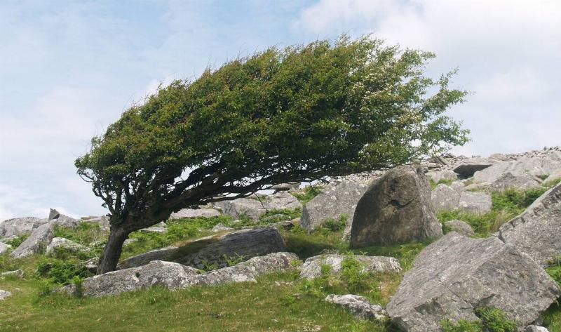 A tree on a slant, having been shaped by heavy winds.