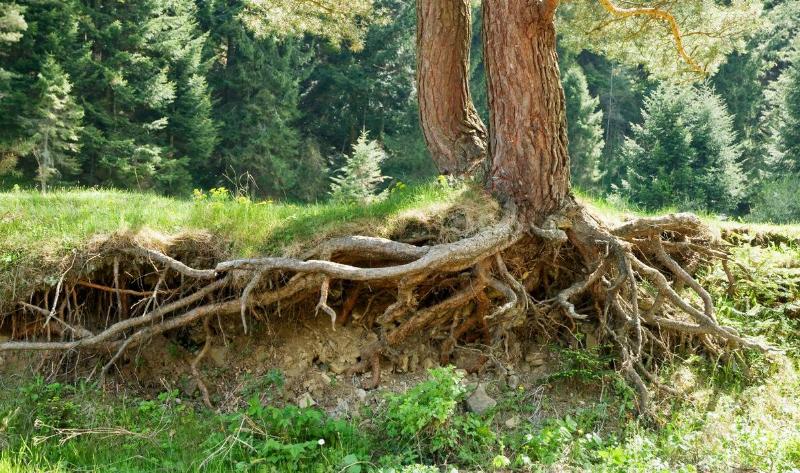 A tree with most of its roots exposed.