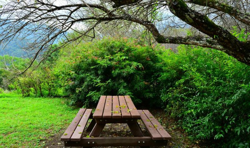 A picnic bench beneath a tree.