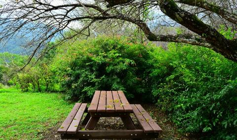 A picnic bench beneath a tree.