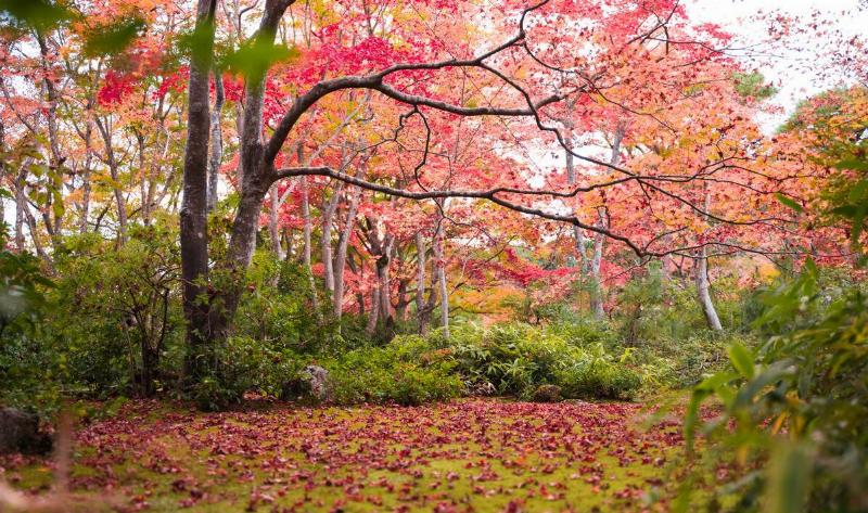 A yard with a large tree with red, half fallen leaves, the fallen leaves scattered in the grass.