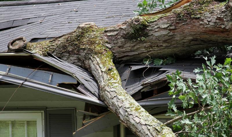 A close photo of a section of a tree that's collapsed onto a house.