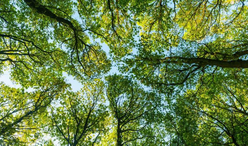 A shot from below of a canopy of tree branches.