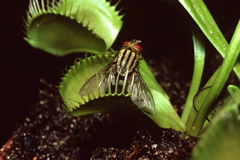 Venus flytrap