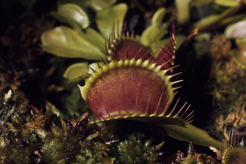 Venus flytrap (Dioanea Mascipula)...