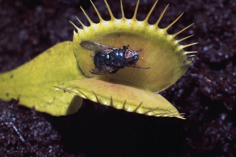 Venus flytrap (Dionaea muscipula) with a prey...