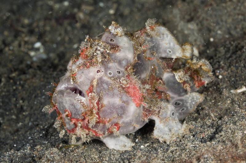 Warty Frogfish, Antennarius maculatus, Lembeh Strait, North Sulawesi, Indonesia