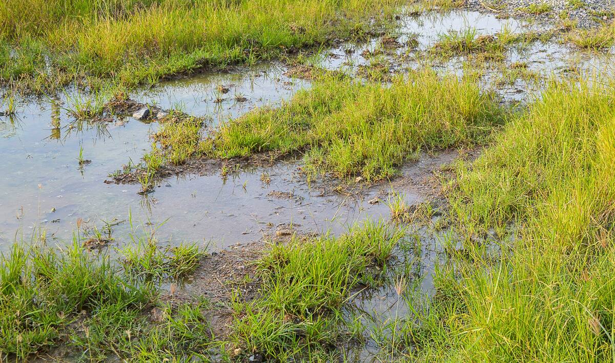 A large wet spot on a lawn.