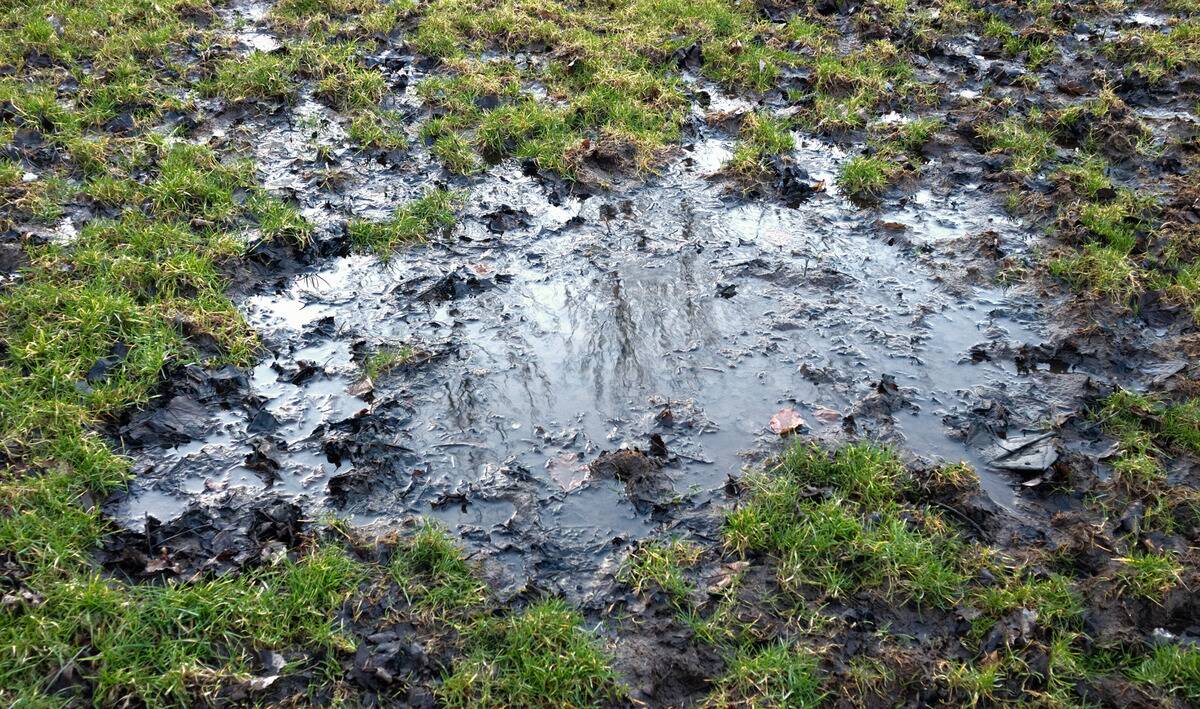 A large wet spot in a lawn.