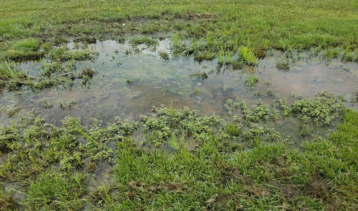 A large wet spot on a lawn.