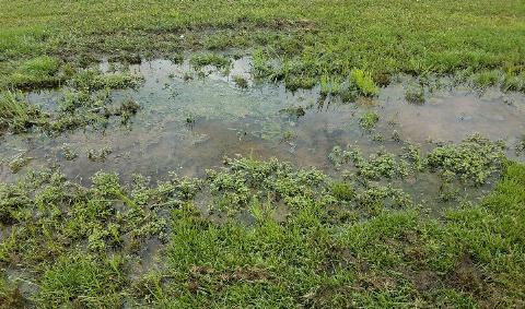 A large wet spot on a lawn.