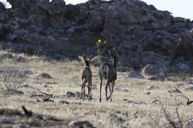 Antelopes are seen at the Antelope Island State Park in Davis County, Utah, United States on September 12, 2025.