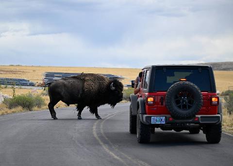 An American bison crosses the road as a tourist takes a photo of it at the Antelope Island State Park in Davis County, Utah, United States on September 12, 2025.