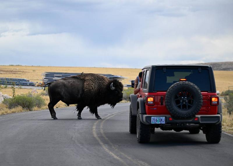 An American bison crosses the road as a tourist takes a photo of it at the Antelope Island State Park in Davis County, Utah, United States on September 12, 2025.