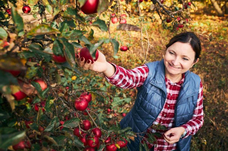 Woman picking apples from a tree.