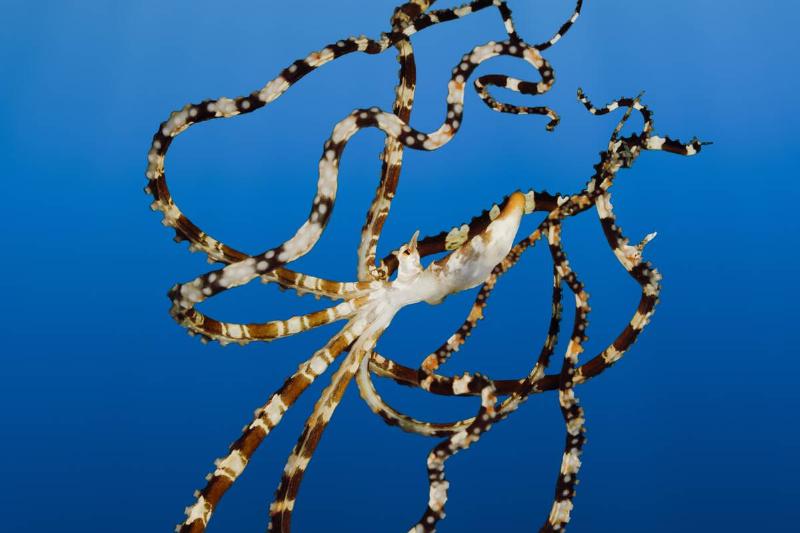 Wonderpus Octopus, Wunderpus photogenicus, Lembeh Strait, North Sulawesi, Indonesia