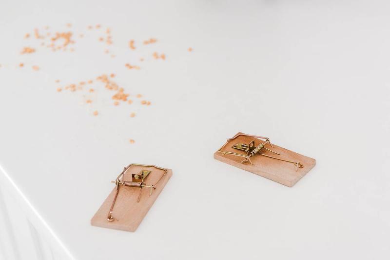 Mousetraps on a table.