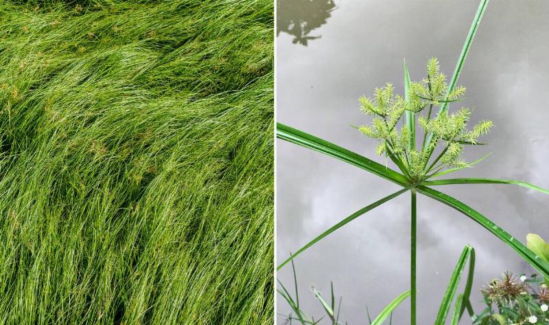 A split image of nutsedge, the left showing a patch of it, the right showing a closeup of one plant.